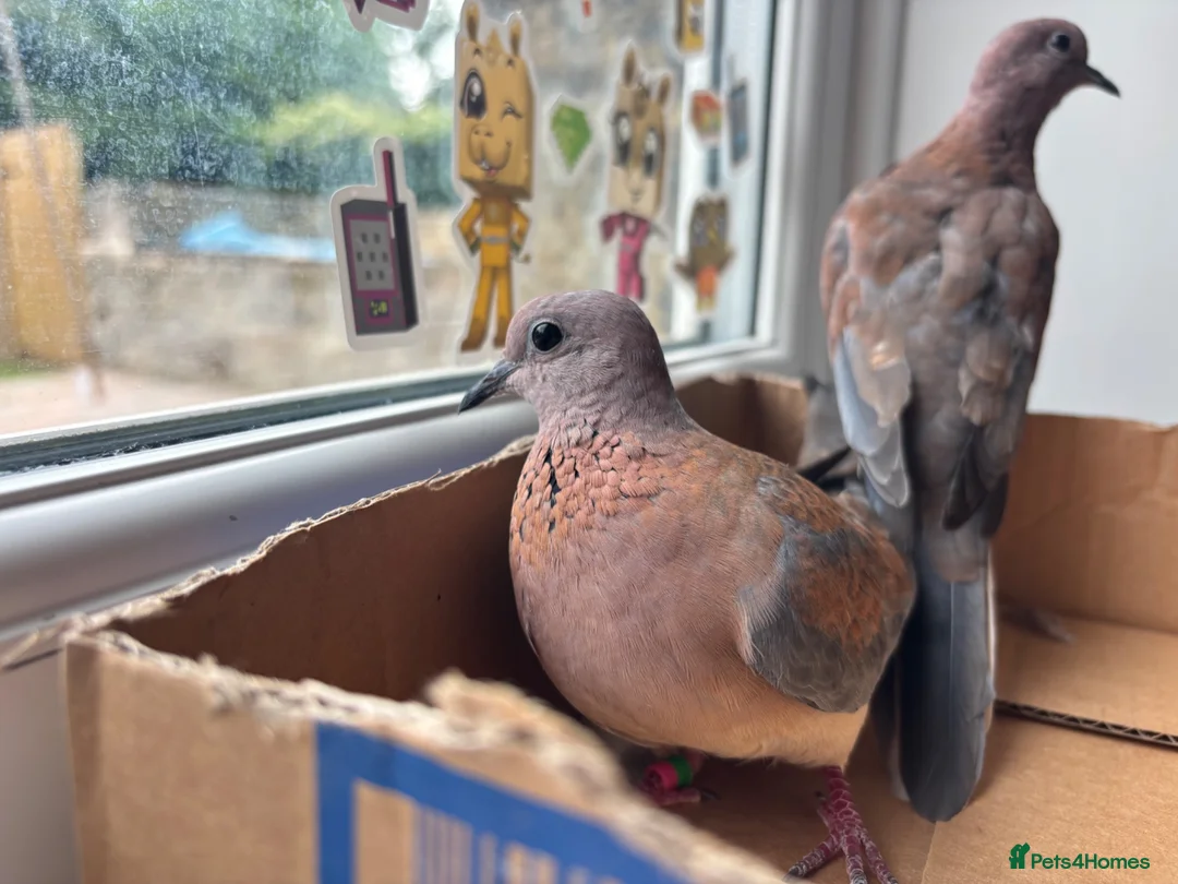 Doves birds for sale: Laughing doves  in Huddersfield - Advert 2