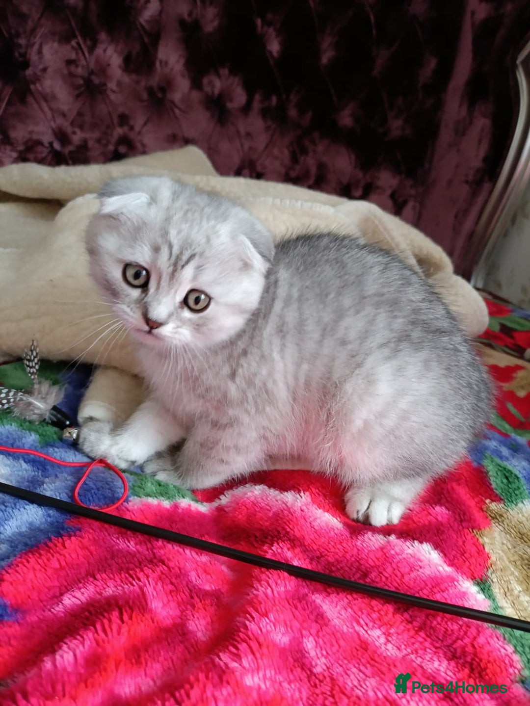 Scottish Fold cats for sale: Scottish Fold kitten  - Advert 14