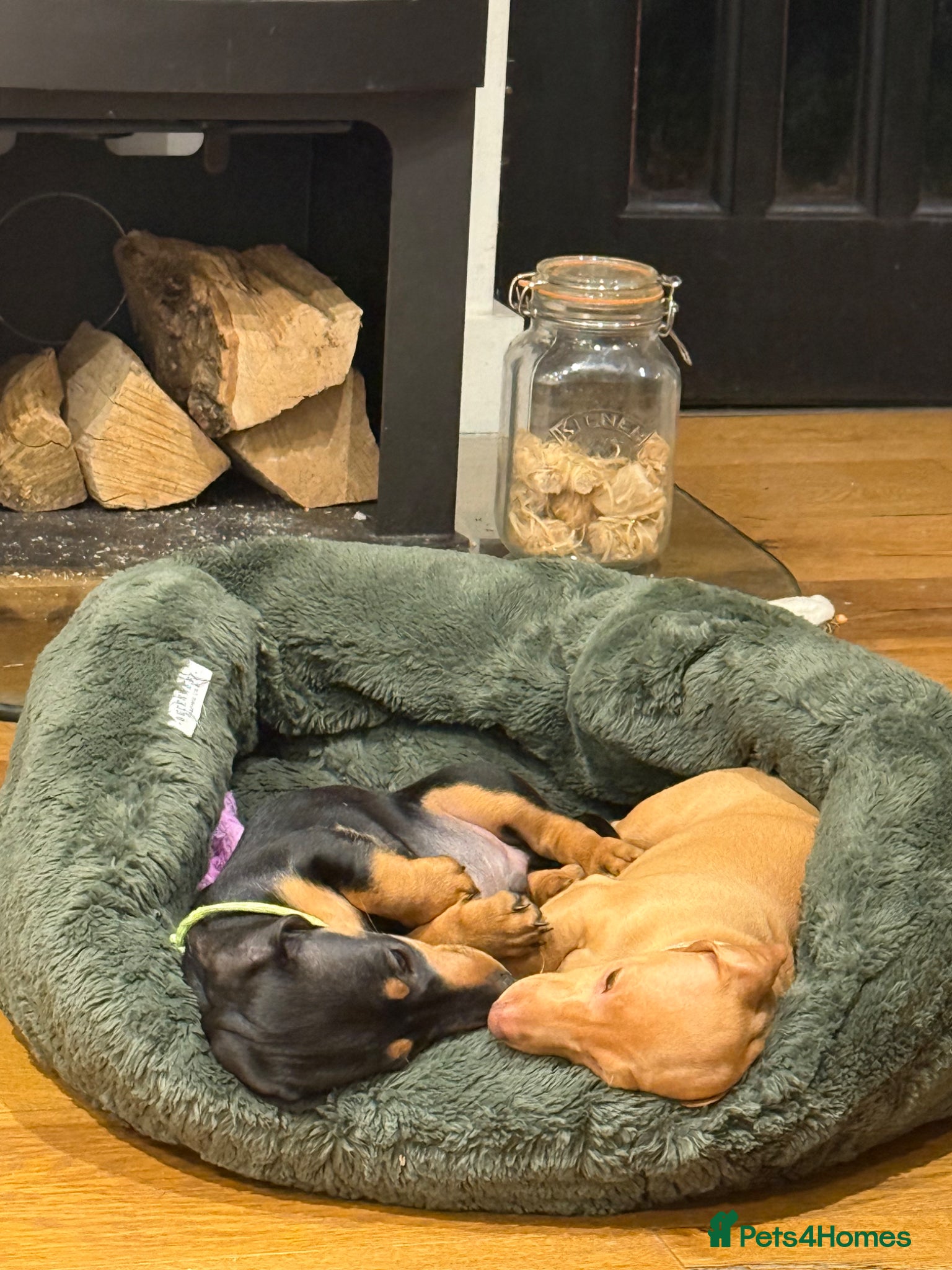 Miniature Dachshund dogs 🐾READY NOW🐾KC Reg Mini Dachshunds 1 Girl 1 Boy   - Advert 15