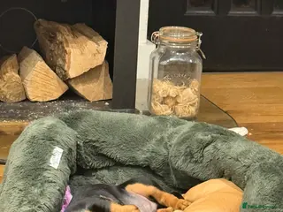 Miniature Dachshund dogs 🐾READY NOW🐾KC Reg Mini Dachshunds 1 Girl 1 Boy - Advert 15