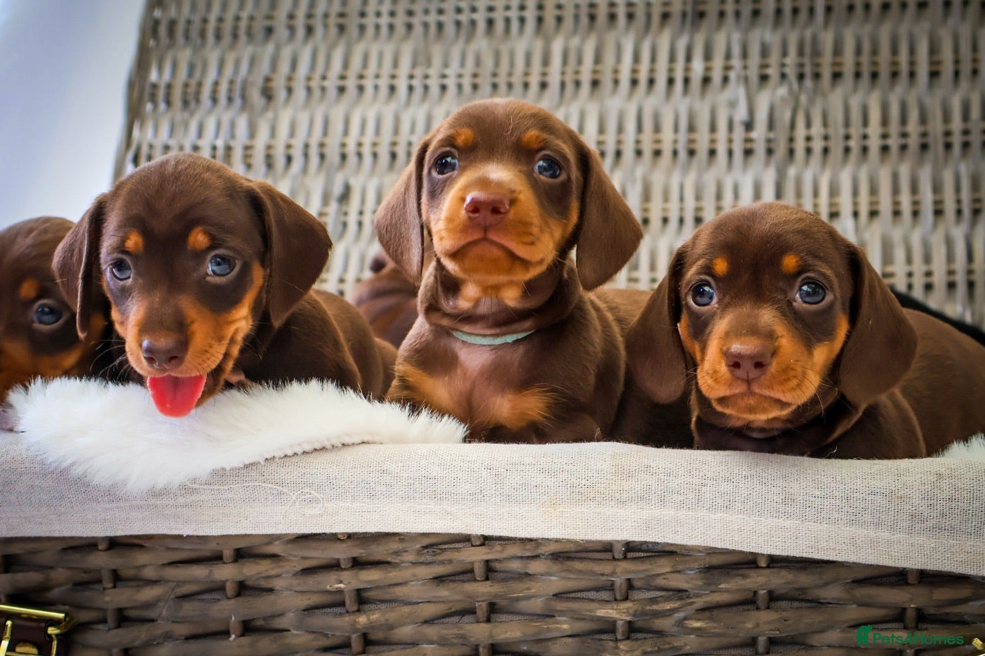 Miniature Dachshund dogs KC HEALTH TESTED MINIATURE DACHSHUNDS- LICENSED  - Advert 1