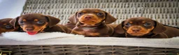 Miniature Dachshund dogs for sale: KC HEALTH TESTED MINIATURE DACHSHUNDS- LICENSED  - Advert 1