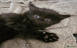 Maine Coon cats for sale: Beautiful black fluffy part maincoon kittens - Image 10