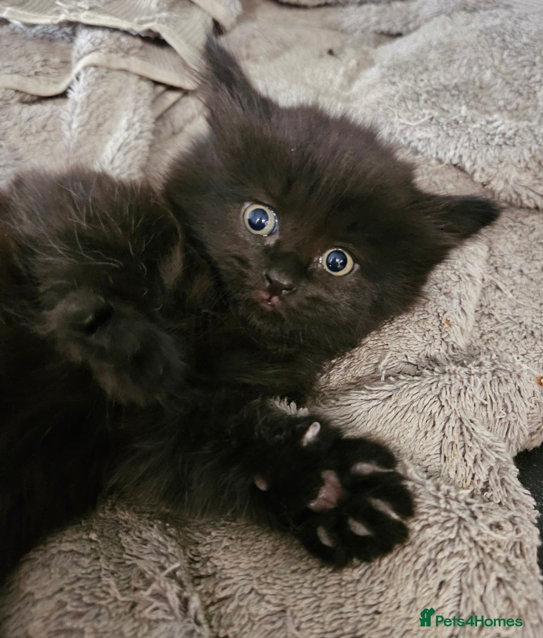 Maine Coon cats for sale: Beautiful black fluffy part maincoon kittens - Image 10