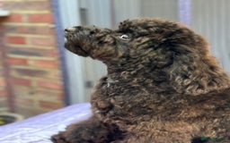 Miniature Poodle dogs for sale: Majestic trusted companies secure yours today  - Image 5