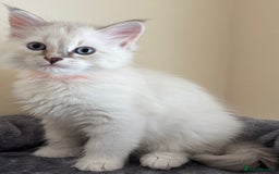 Siberian cats for sale: GCCF Registered Siberian kitten For Sale  - Image 8