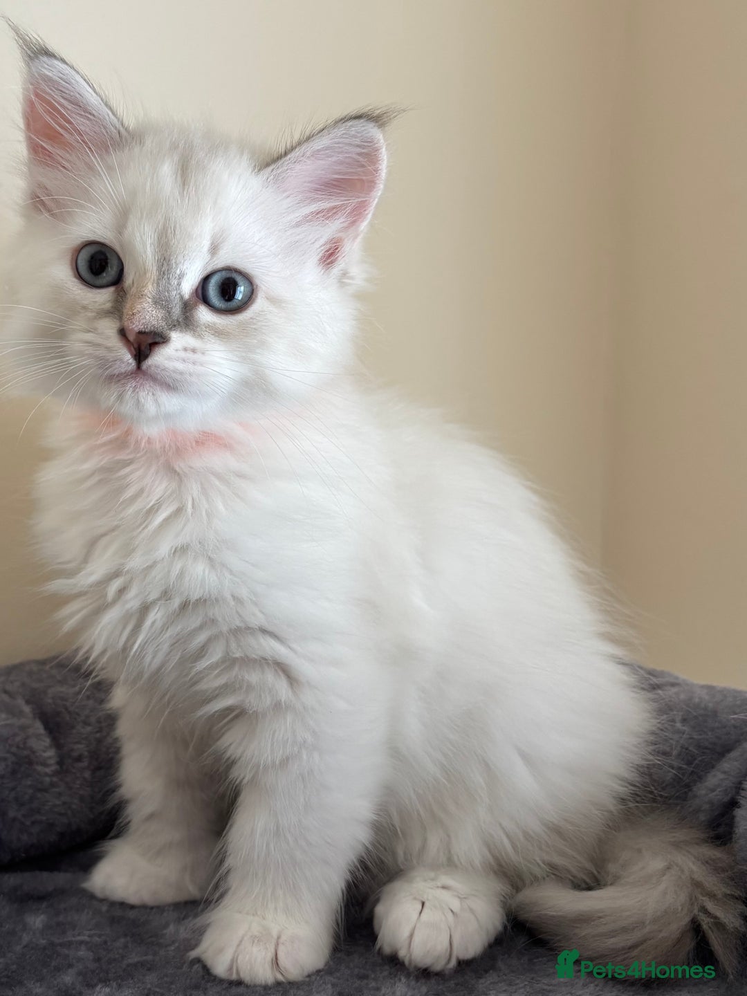 Siberian cats for sale: GCCF Registered Siberian kitten For Sale  - Image 8