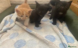 Mixed Breed cats for sale: Beautiful litter 3 girls and one boy  - Image 4