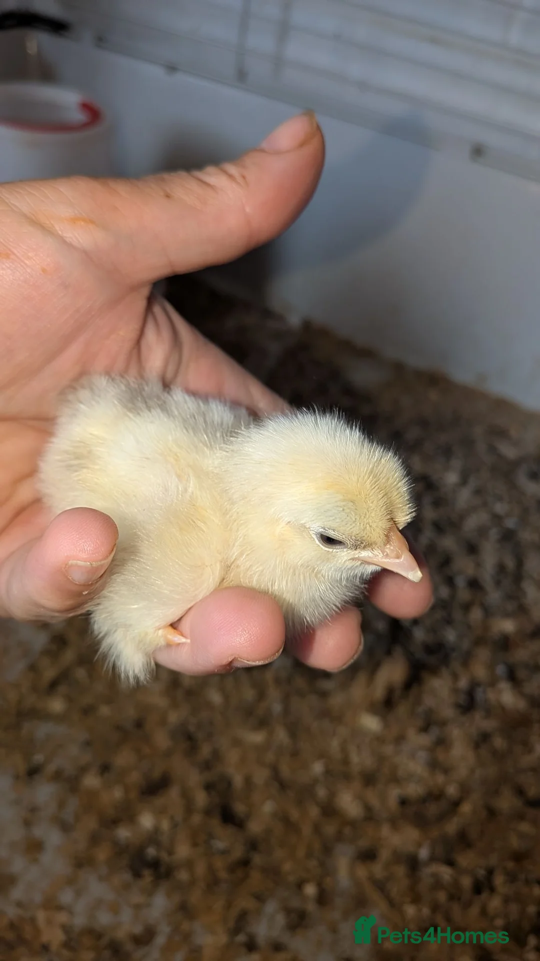Mixed Breed poultry for sale: Chicks one lavender bantum and four mixed breed  - Advert 5