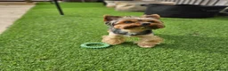 Yorkshire Terrier dogs for stud: Beautiful Yorkshire Terrier Stud Available - Advert 10
