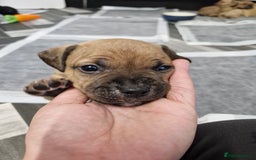 Mixed Breed dogs for sale: Staffie bullweiler puppies  - Image 4