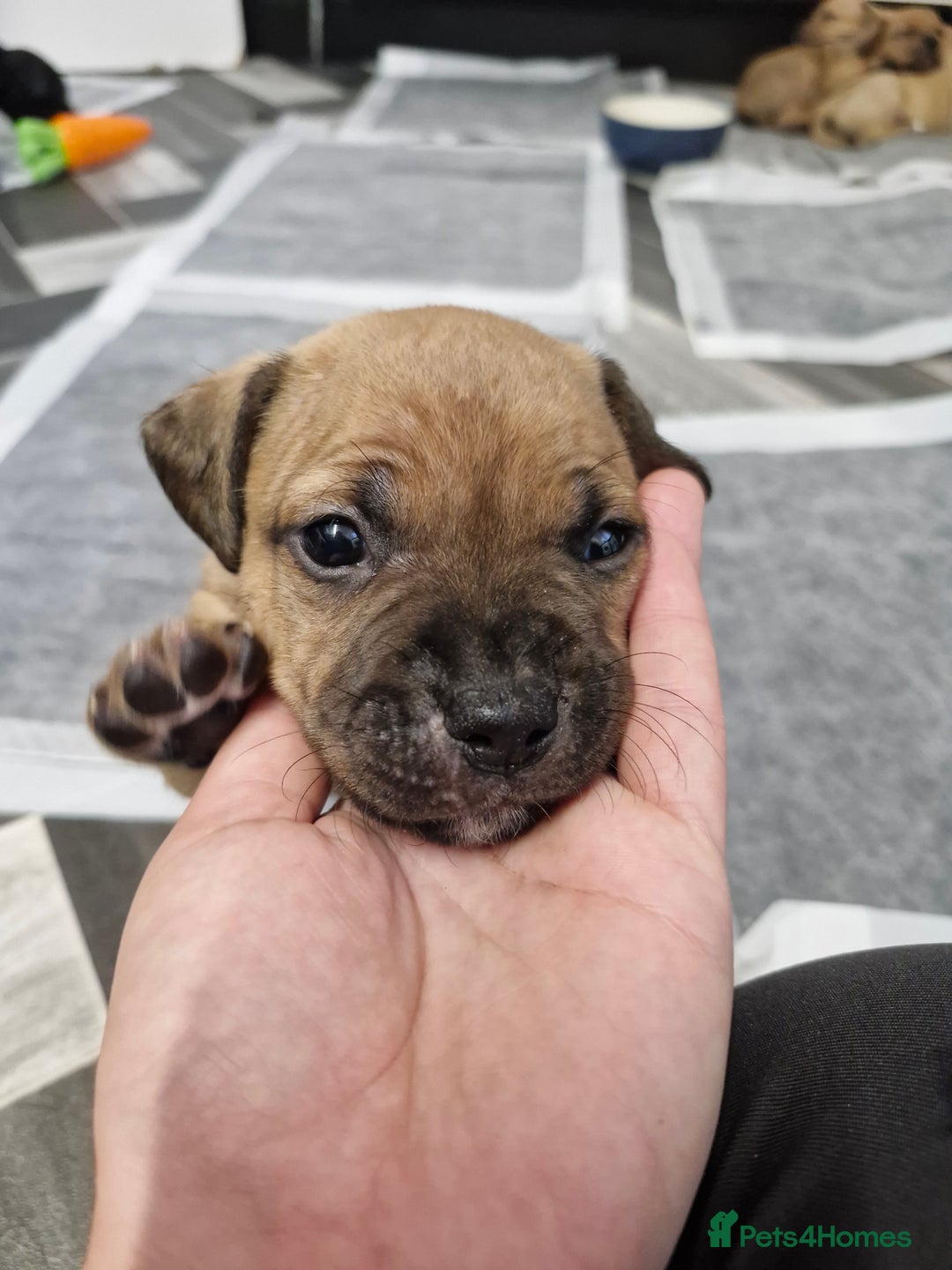 Mixed Breed dogs for sale: Staffie bullweiler puppies  - Image 4