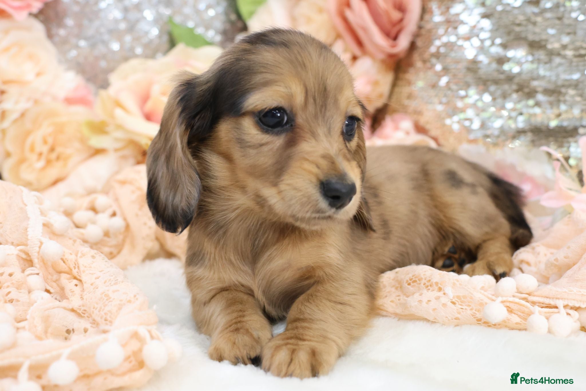 Miniature Dachshund dogs KC Longhair Miniature Dachshund Puppies - Advert 18