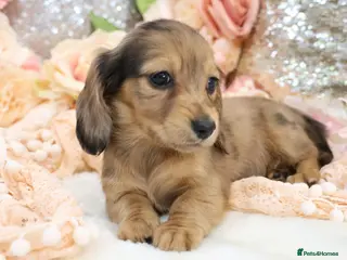 Miniature Dachshund dogs KC Longhair Miniature Dachshund Puppies - Advert 18