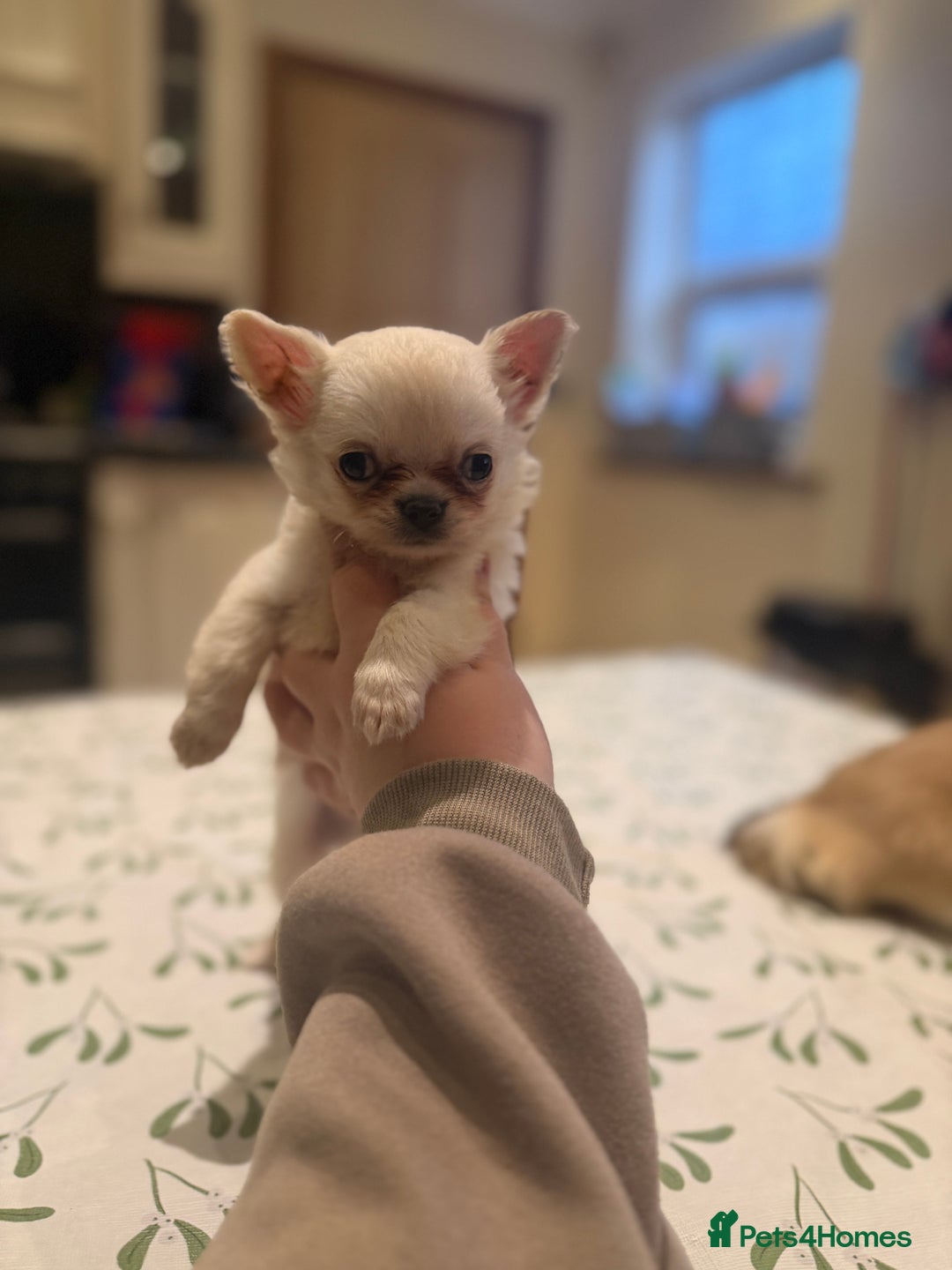 Chihuahua dogs for sale: 💙Beautiful long coat boy 💙  - Advert 3