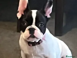 French Bulldog dogs Beautiful frenchie girl - Advert 1