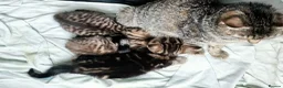 Mixed Breed cats for sale: 3 cutest females mixed bengal tabby kittens v - Advert 22