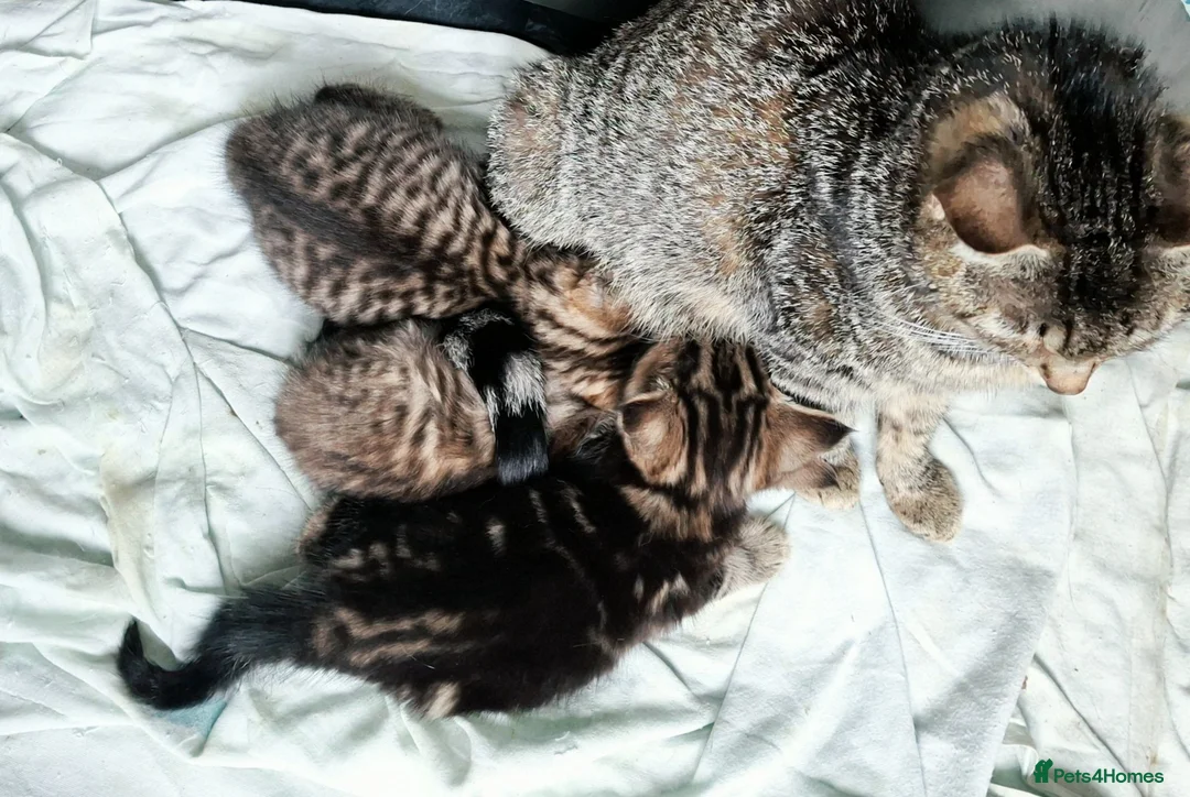 Mixed Breed cats for sale: 3 cutest females mixed bengal tabby kittens v - Advert 22