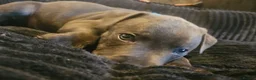 Staffordshire Bull Terrier dogs for sale: Beautiful Family-raised Blue Brindle Staffy Pups - Advert 6