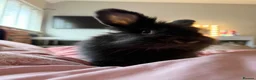 Lionhead rabbits for sale: rabbit ready for sale comes with cage, food etc in Birmingham - Advert 5