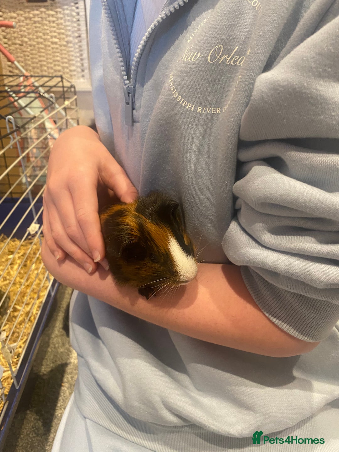 Guinea Pig rodents for sale: Guinea Pigs for Sale - Image 3