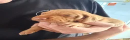 Hungarian Vizsla dogs for sale: Short haired Hungarian Viszla - Advert 6