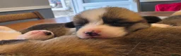 Welsh Corgi Pembroke dogs for sale: 9 ADORABLE CORGIS🐾💖💙DNA HEALTH TESTED PARENTS🧬 - Advert 18