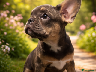 French Bulldog dogs 2 beautiful girls looking for their forever homes - Advert 5