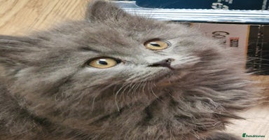 British Longhair cats - Advert 13