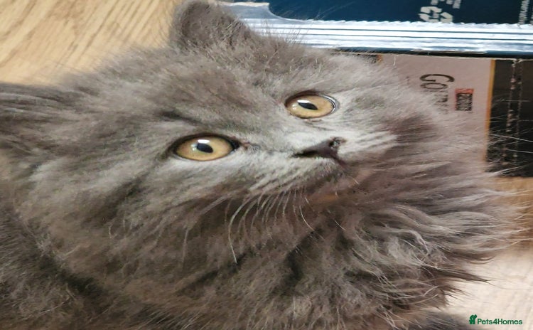 British Longhair cats - Advert 4