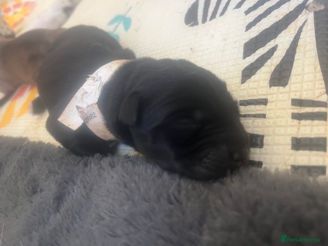 Mixed Breed dogs for sale: Husky/staffi/labrador  - Image 7