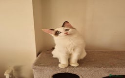 Ragdoll cats for sale: Bicolour ragdoll kittens  - Image 4