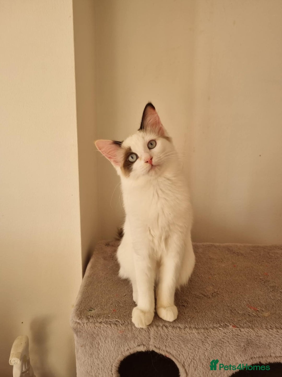 Ragdoll cats for sale: Bicolour ragdoll kittens  - Image 4