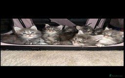 Maine Coon cats for sale: Blue And Blue And White Tabby’s - Image 8
