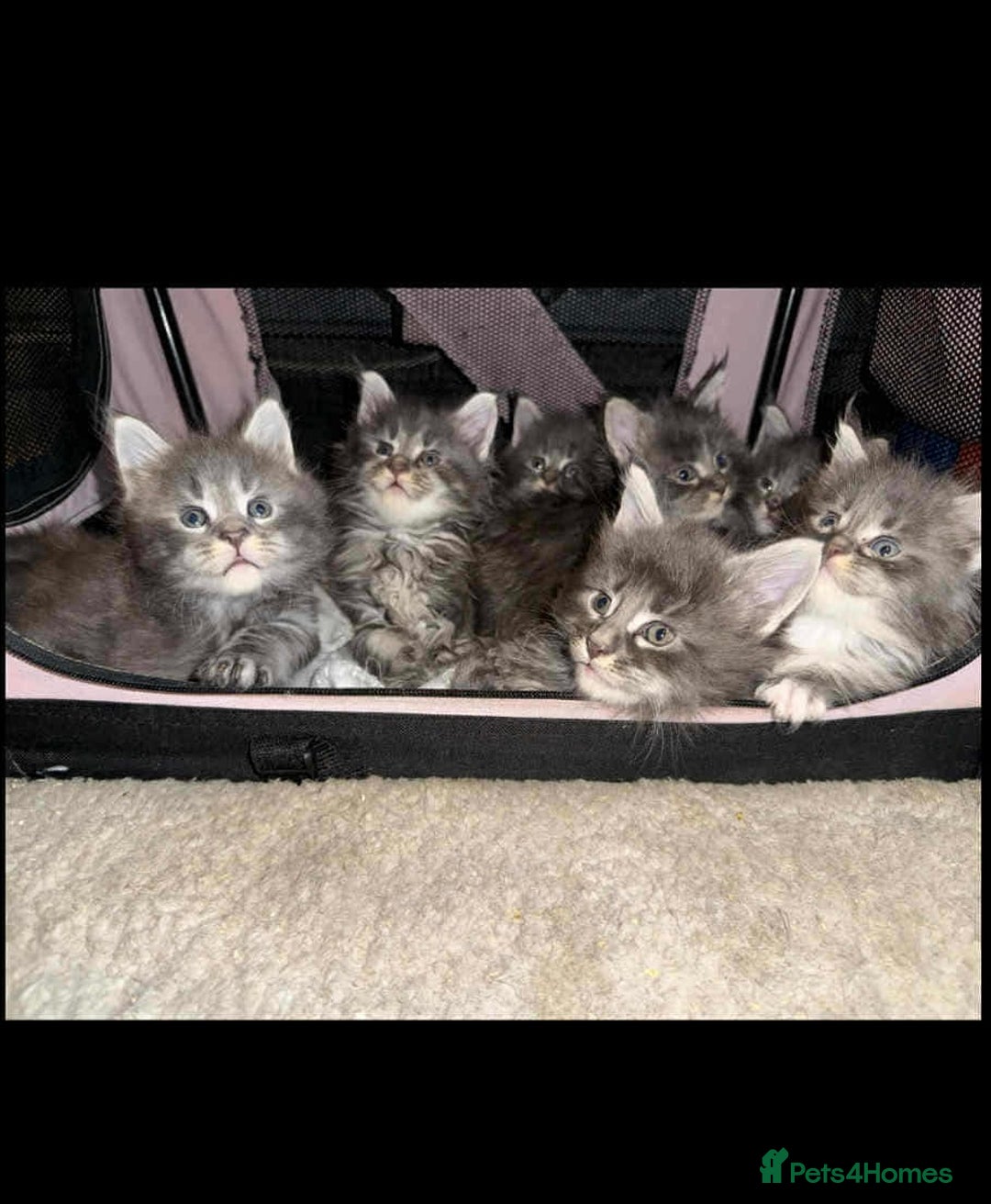 Maine Coon cats for sale: Blue And Blue And White Tabby’s - Image 8