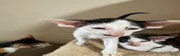 Oriental cats for sale: Pedigree GCCF Oriental Kittens  - Advert 11