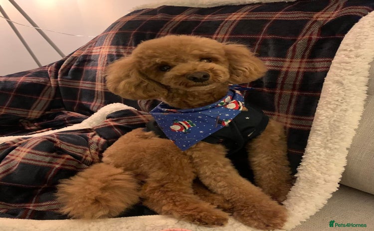 Toy Poodle dogs - Advert 14