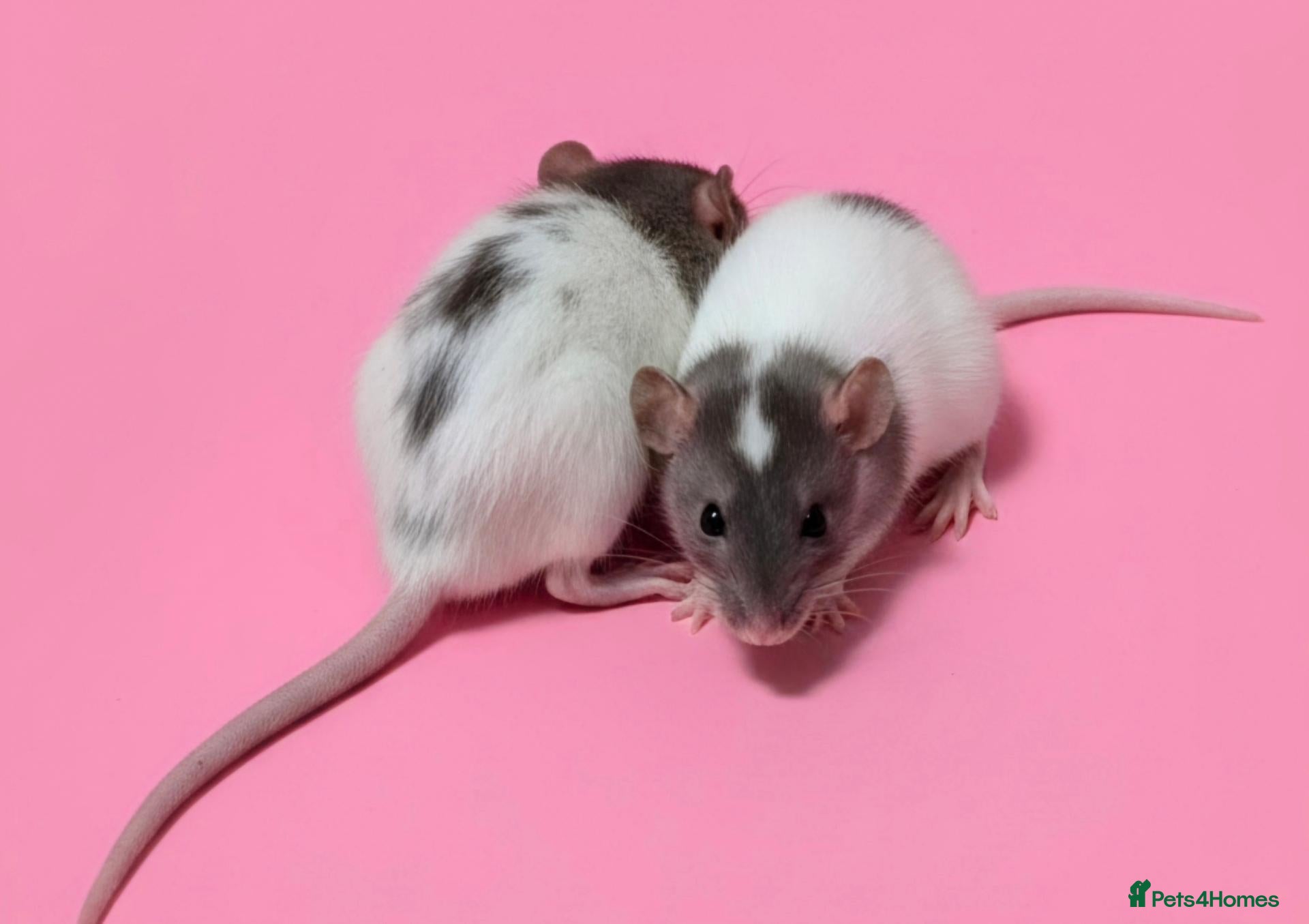 Rat rodents Fancy rats, fancy mice and harvest mice - Advert 15