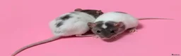 Rat rodents for sale: Fancy rats, fancy mice and harvest mice - Advert 1