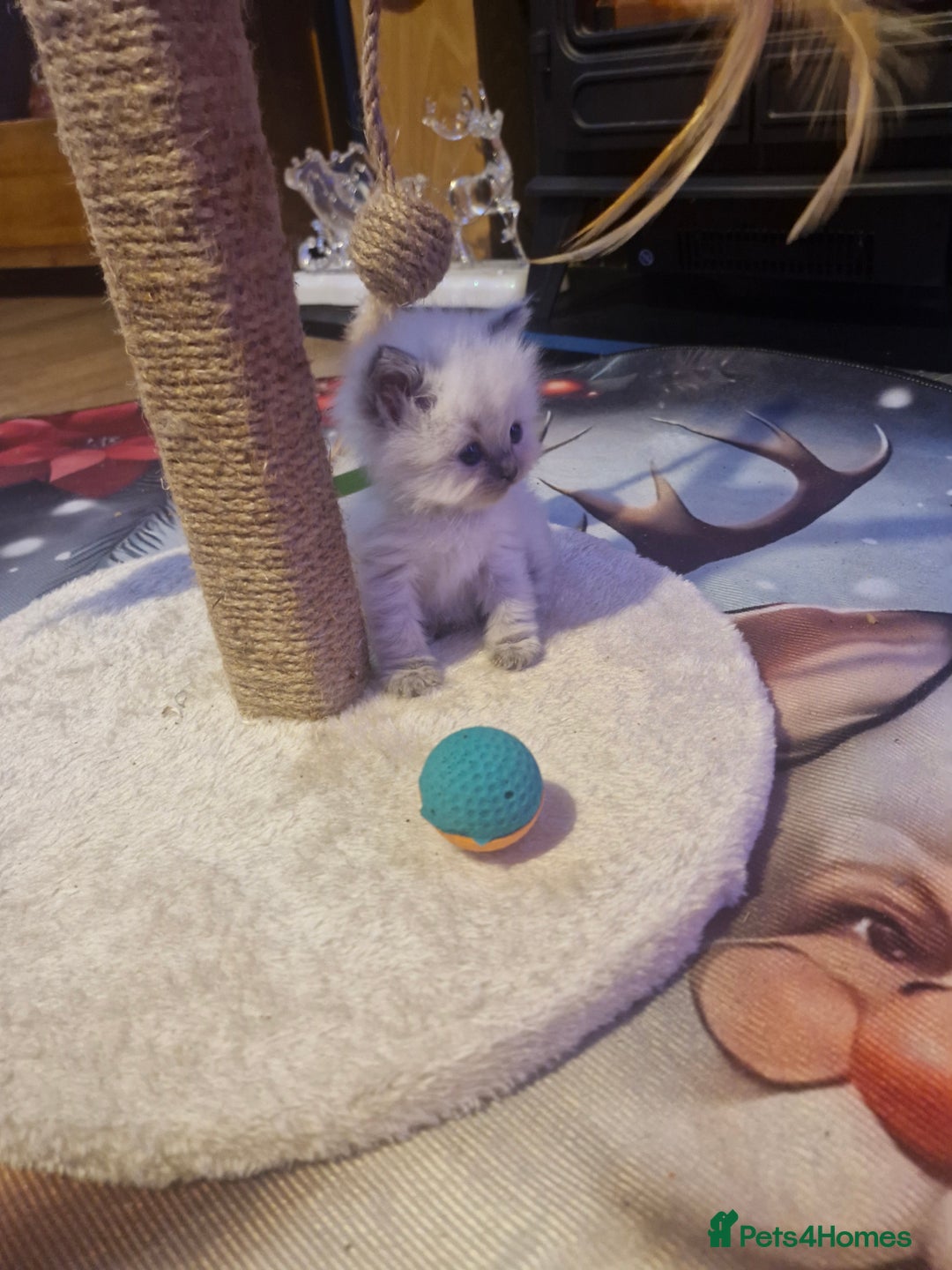 Ragdoll cats for sale: Lovely ragdoll baby's  - Advert 12