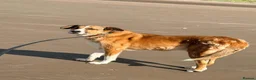 Mixed Breed dogs for adoption: Meet Duke - Advert 8