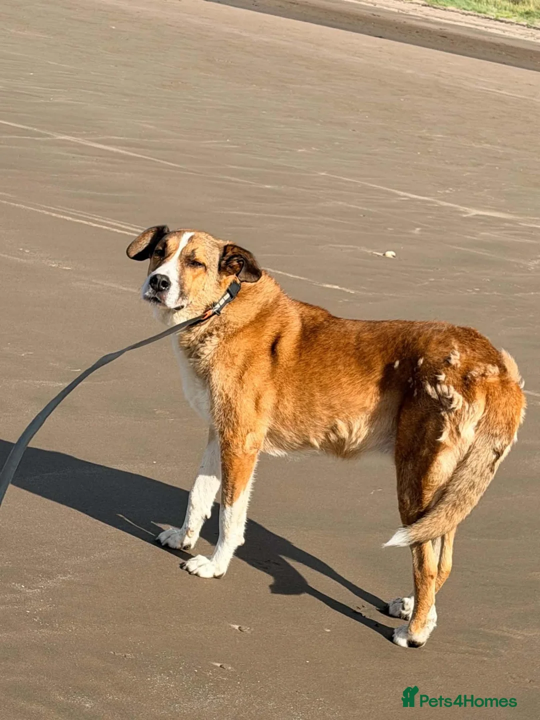 Mixed Breed dogs for adoption: Meet Duke - Advert 8