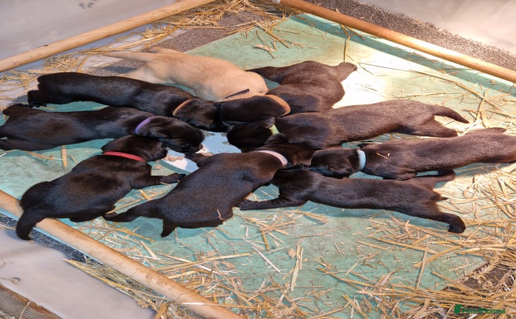 Labrador Retriever dogs - Advert 12