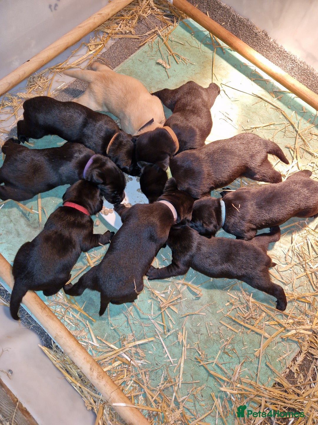 Labrador Retriever dogs for sale: Labrador puppies  - Image 1
