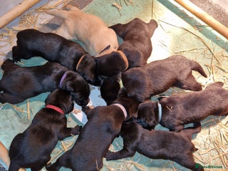Labrador Retriever dogs for sale - Advert 1