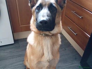 Belgian Shepherd Dog dogs German Shepherd (Maloid) - Advert 1