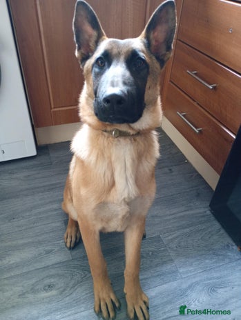 Belgian Shepherd Dog dogs German Shepherd (Maloid) - Advert 2