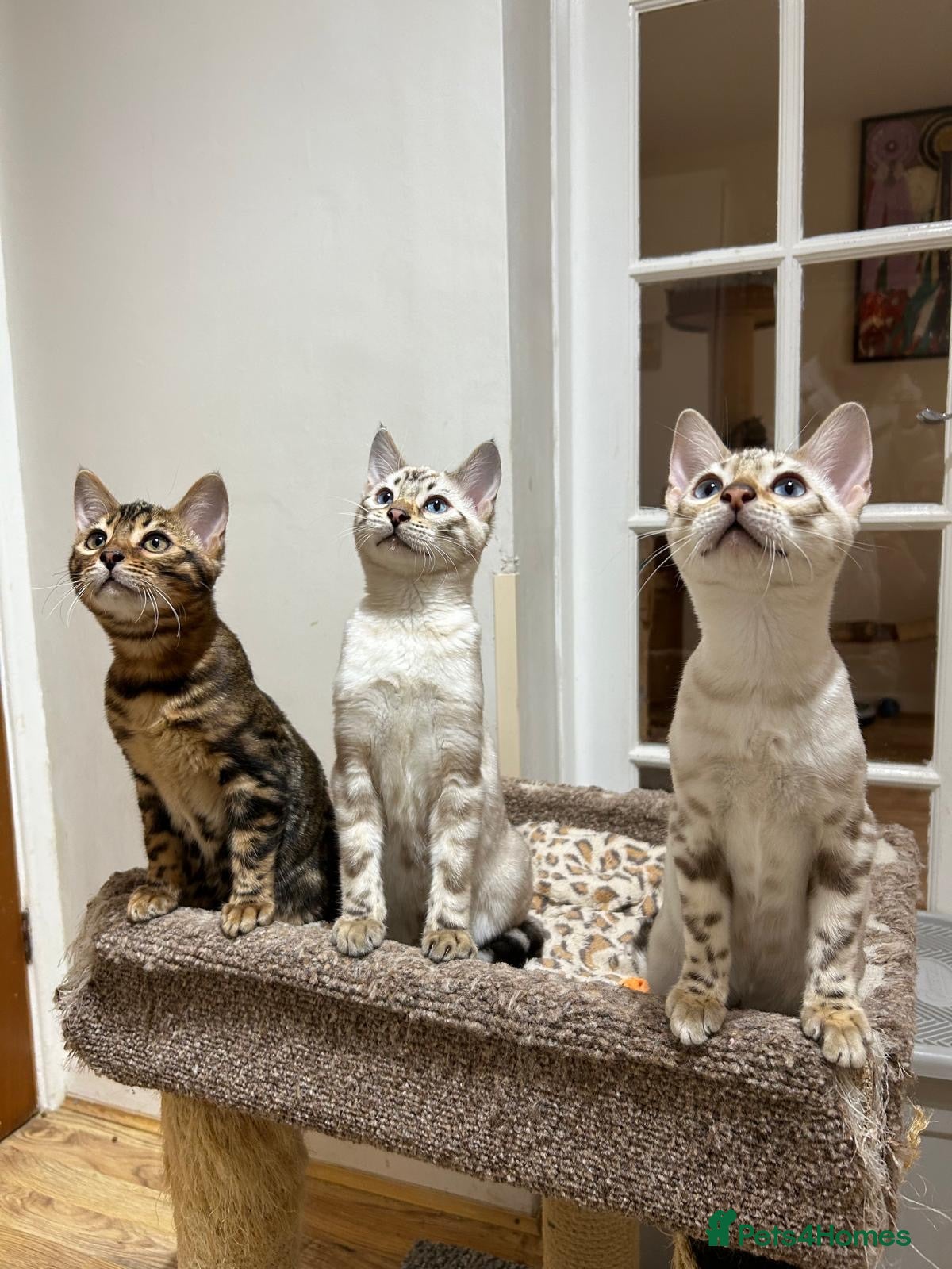 Bengal cats One blue/eyed snow girl ready to leave now . - Advert 18