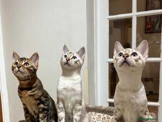 Bengal cats One blue/eyed snow girl ready to leave now . - Advert 13