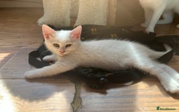 Khao Manee cats for sale: White Scottish fold mix - Image 1